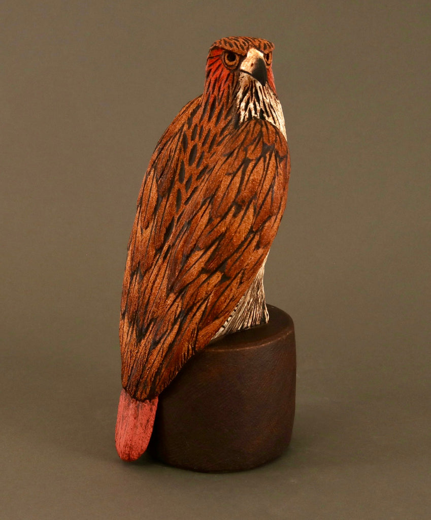 Red Tail Hawk